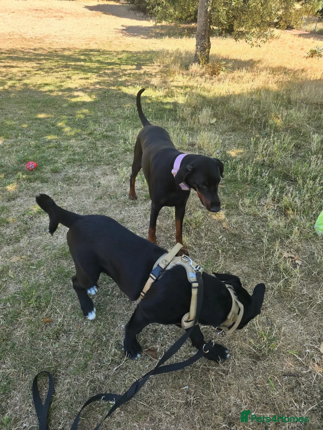 Mixed Breed dogs for sale: Cross breed puppy in Brighton - Advert 1