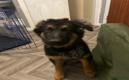 Mixed Breed dogs for sale: German Shepard/collie - Image 5
