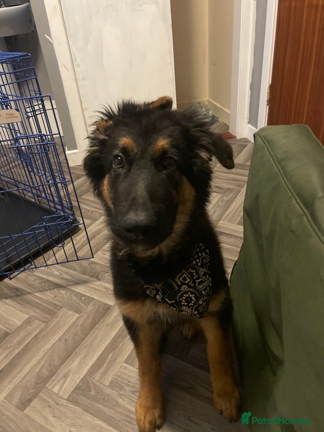 Mixed Breed dogs for sale: German Shepard/collie - Image 5