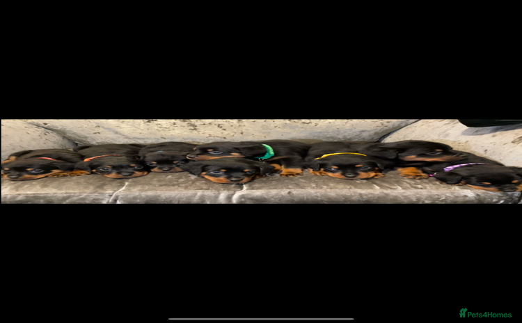 Rottweiler dogs - Advert 10