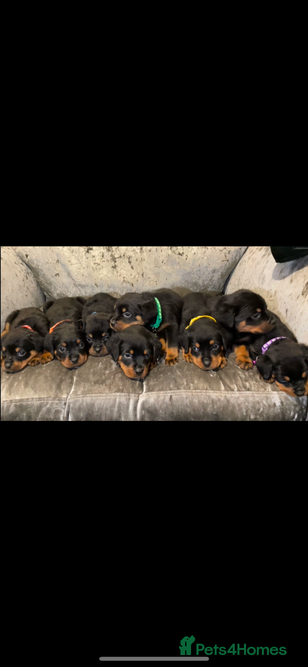 Rottweiler dogs for sale: Rottweiler puppies  - Image 1