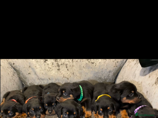 Rottweiler dogs - Advert 2