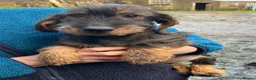 Dachshund dogs for sale: Wirehaired Dachshund Teckel KC registered puppies  - Advert 21