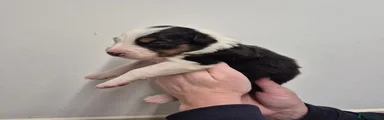Border Collie Puppy 2