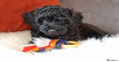 Cockapoo dogs - Advert 14