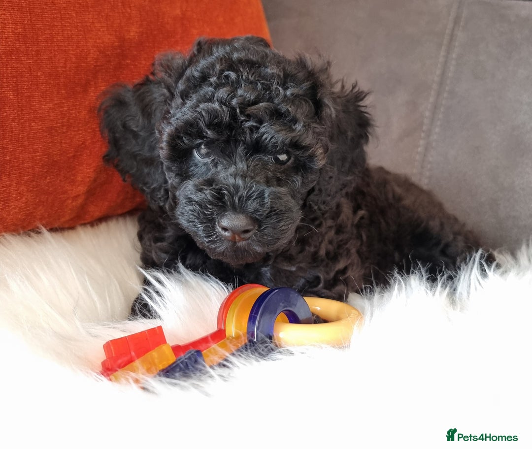 Cockapoo dogs for sale: Adorable best friend pups, sold fully vaccinated - Image 3