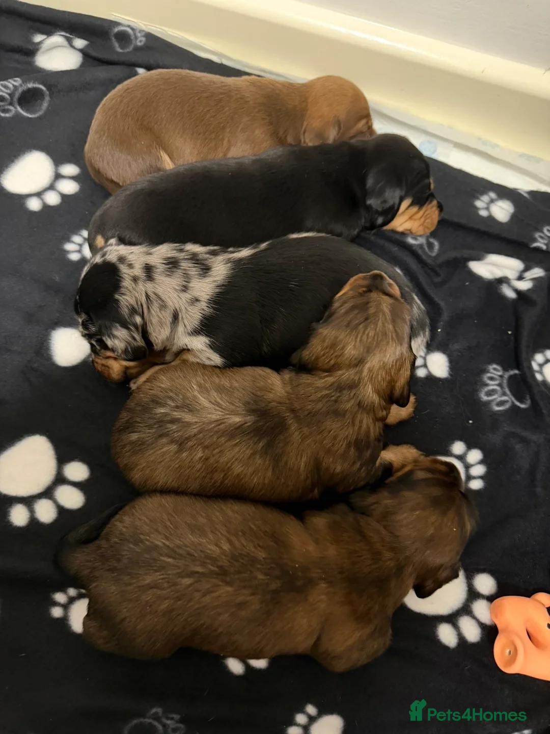Miniature Dachshund dogs for sale: stunning miniature dachshund - Advert 2