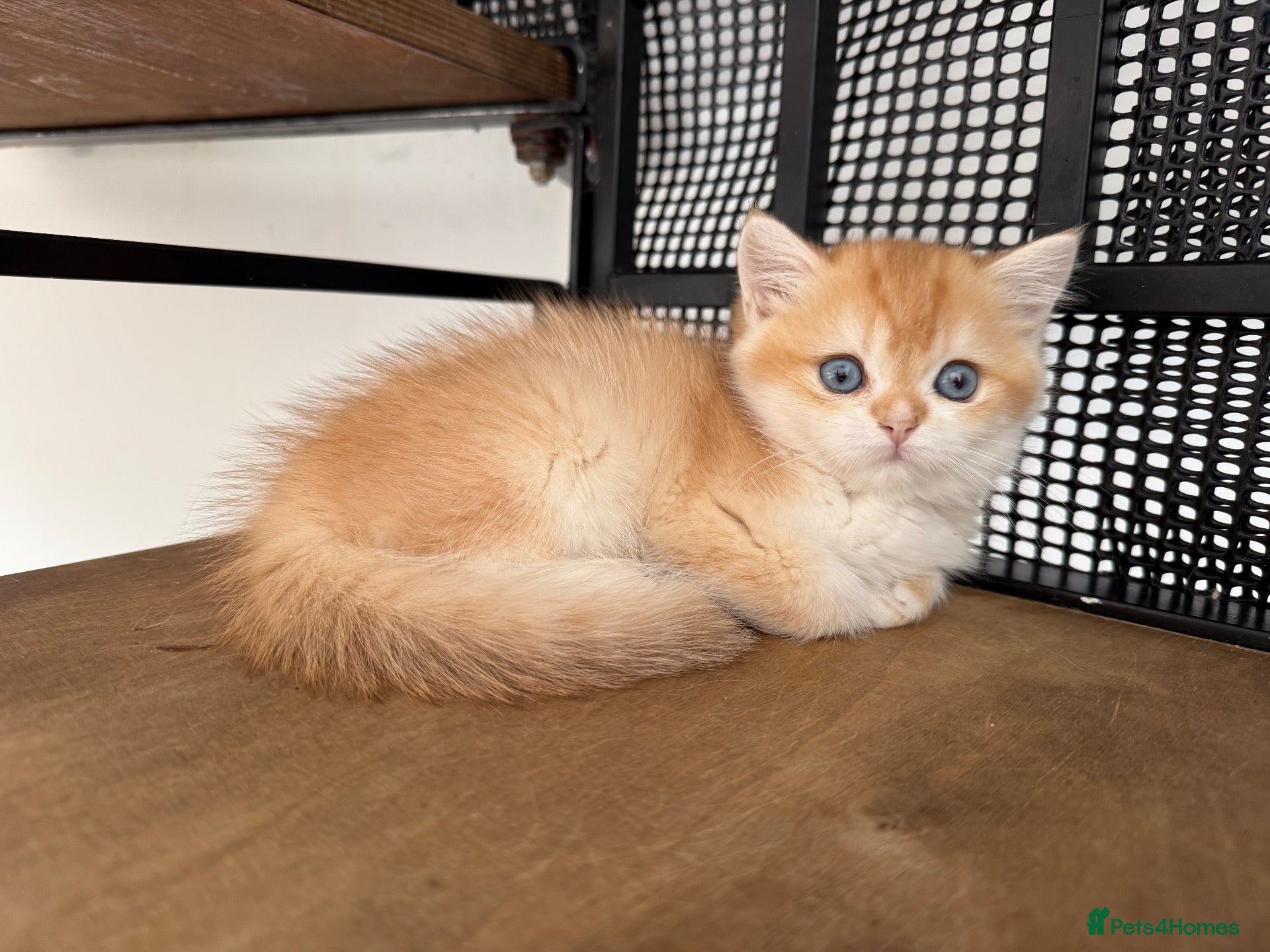 British Shorthair cats GCCF registered BSH Chocolate Golden Kittens - Advert 1