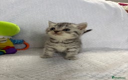 British Shorthair cats for sale: Gorgeous British shorthairs - Image 10