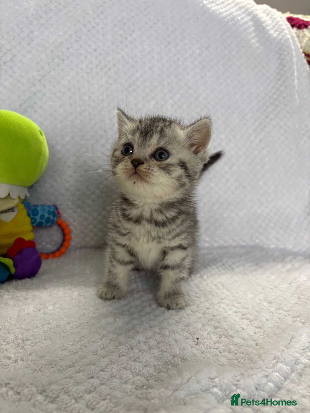 British Shorthair cats for sale: Gorgeous British shorthairs - Image 10