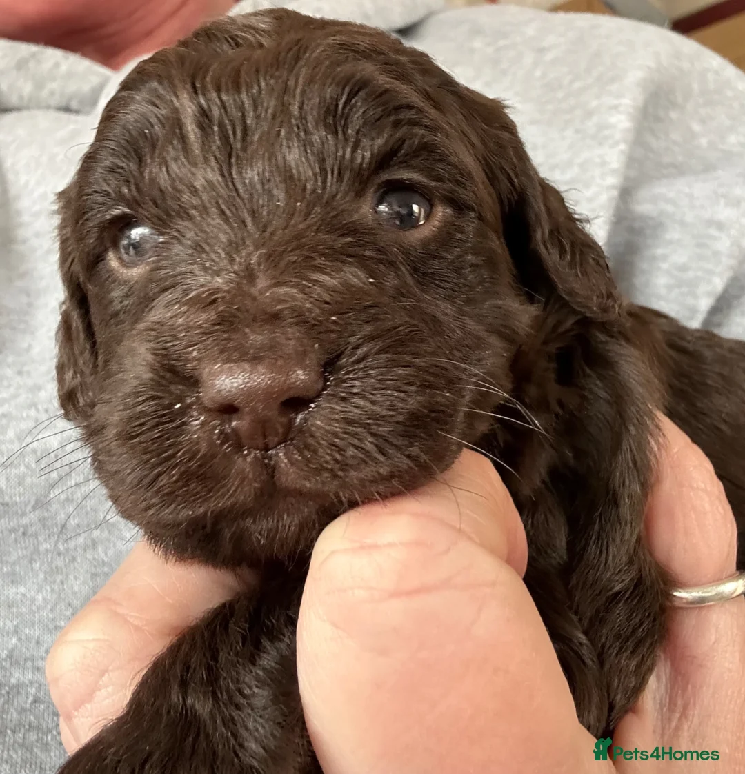 Cockapoo dogs for sale: Cockapoo F1 - Advert 11