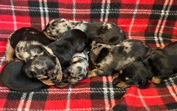 Dachshund dogs for sale: Pedigree Dachshund puppies PRA clear health tested - Image 7
