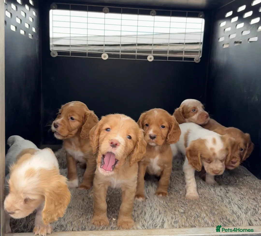 Cocker Spaniel dogs for sale: Working Cocker Spaniel Puppies  - Advert 1