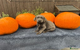 Labrador Retriever dogs for sale: stunning Lab Puppies Rare Colours & Family Raised - Image 24