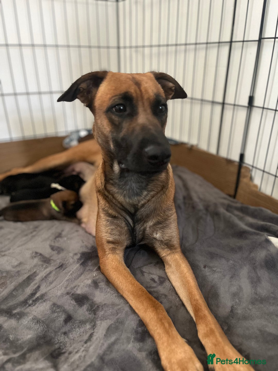 Mixed Breed dogs for sale: READY TO GO-Belgian shepherd/German shepherd pups  - Image 3