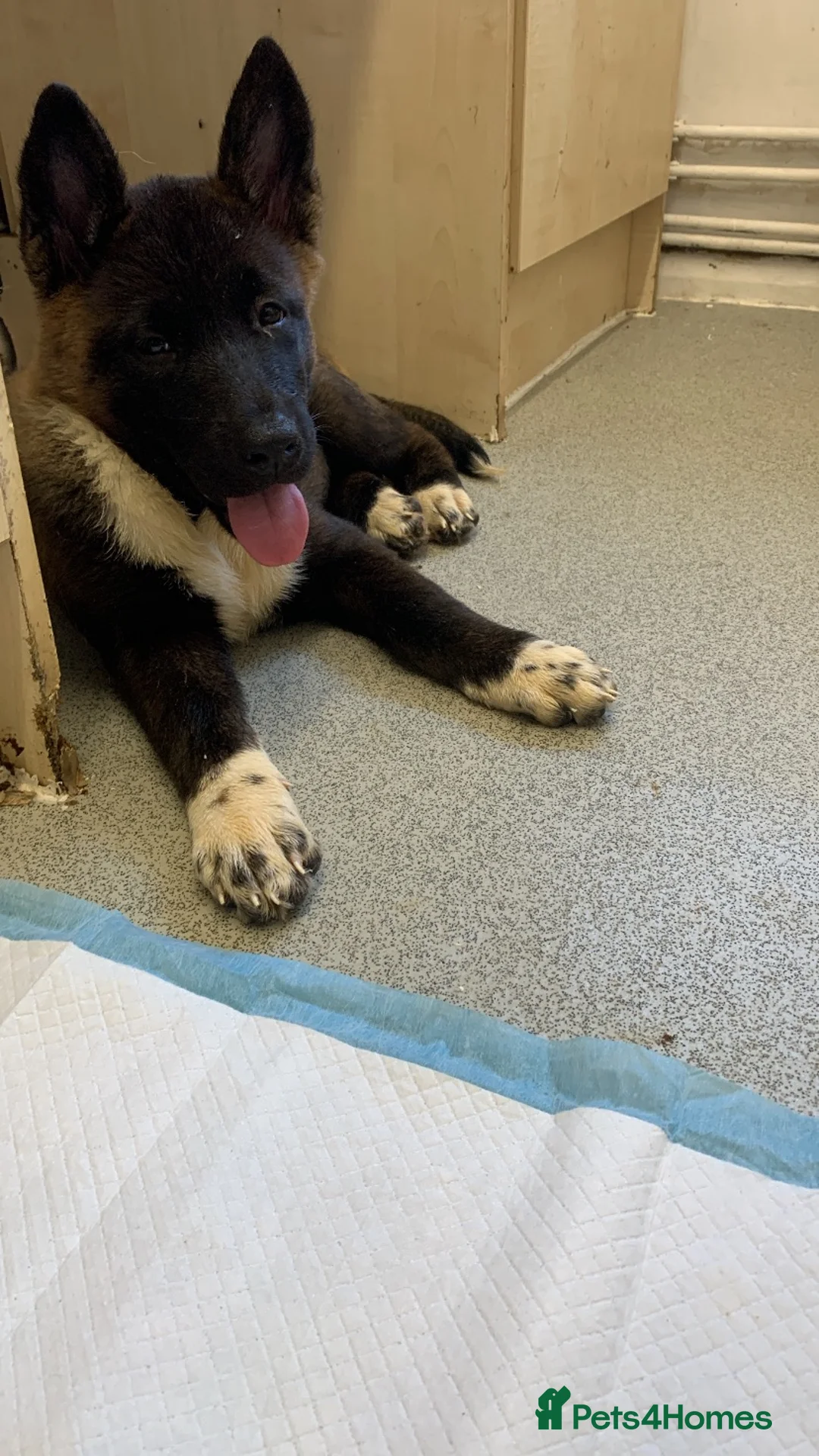 Akita dogs for sale:  American Akita puppy  - Advert 1
