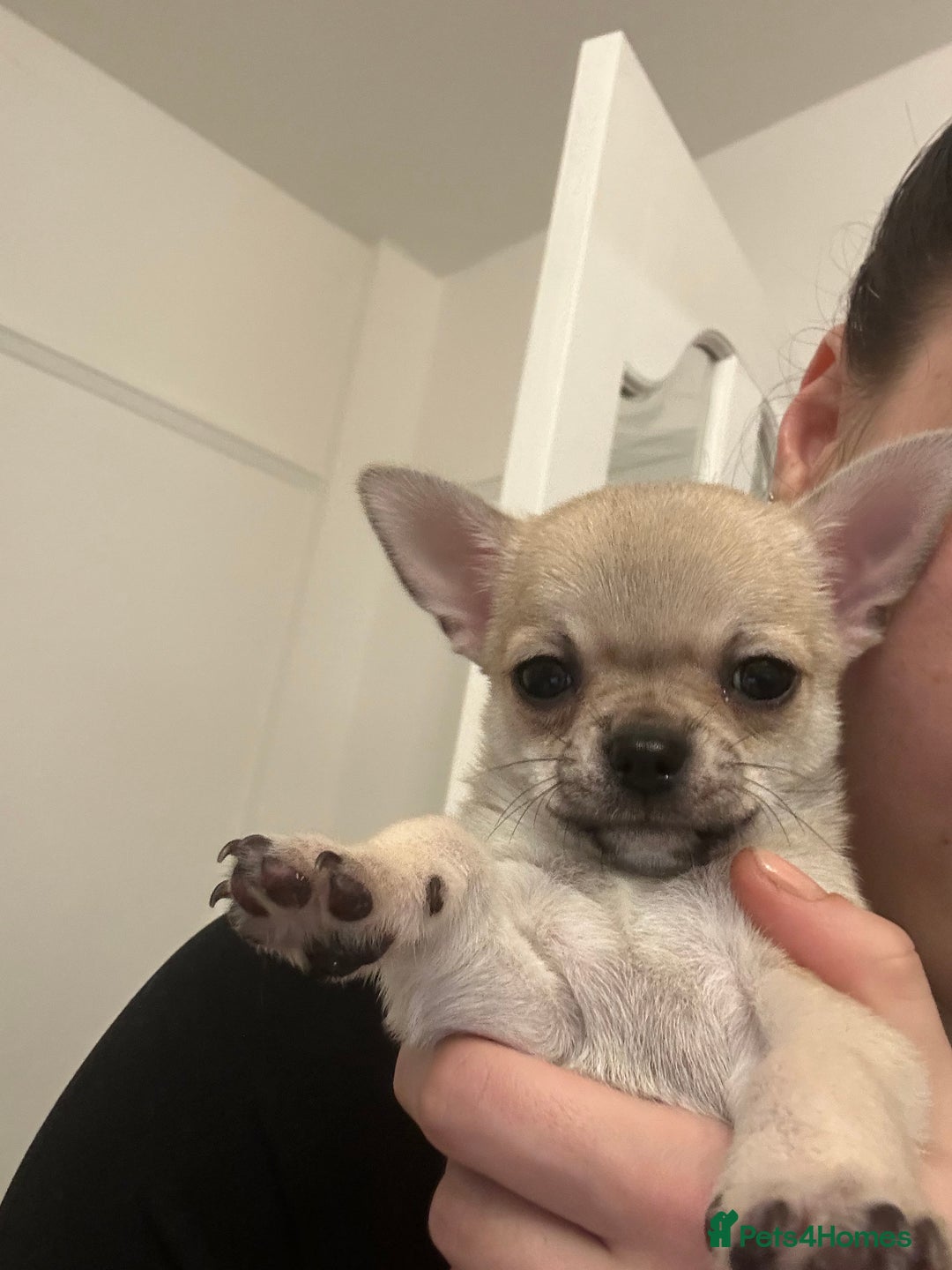 Chihuahua dogs for sale: smooth coat chihuahuas. Only the little boy left  - Advert 2