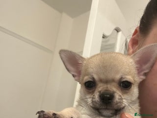 Chihuahua dogs smooth coat chihuahuas. Only the little boy left - Advert 7