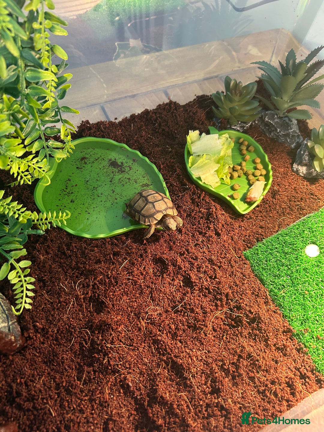 Tortoise reptiles for sale: Tortoise  - Image 2