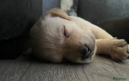 Labrador Retriever dogs for sale: 8 super Labrador pups 4 girls 4 boys**NEW PHOTOS** - Image 15