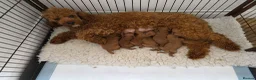 Cavapoo dogs for sale: 🥇Finest Quality Beautiful Deep Red Cavapoos 🥇 - Advert 4