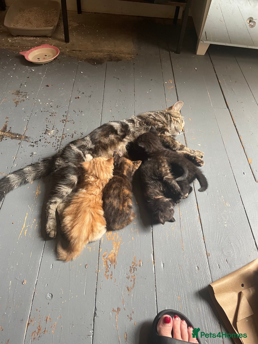 Mixed Breed cats for sale: 5 playful kittens looking for their forever homes  - Image 10