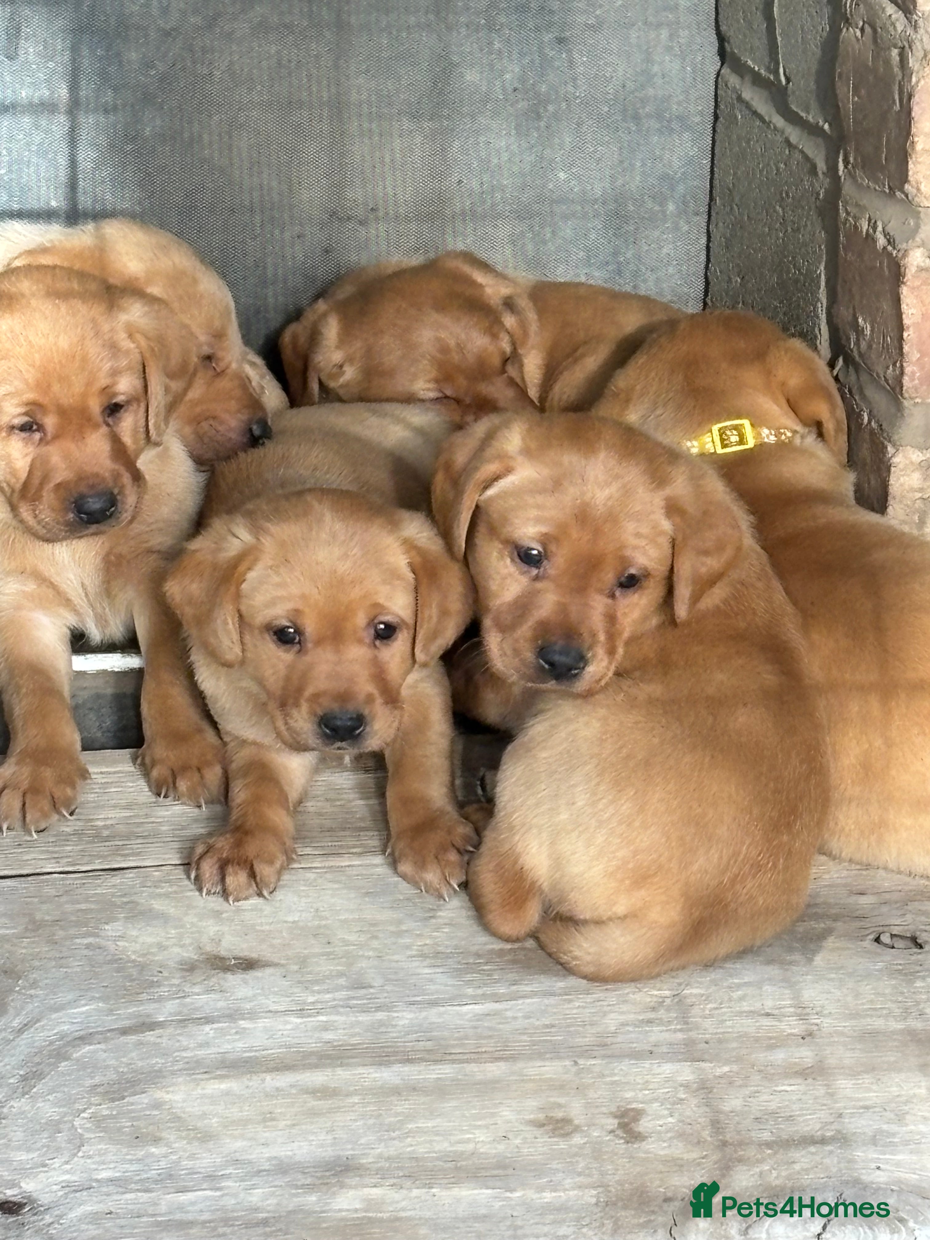 Labrador Retriever dogs Outstanding Red Fox Labrador Puppies - Advert 2