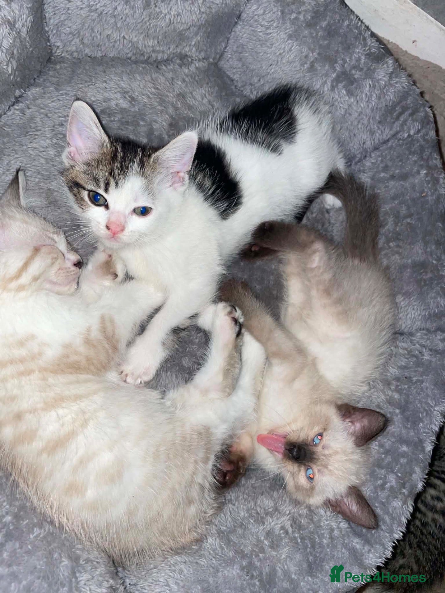 Mixed Breed cats sealpoint crossed fluffy persian. - Advert 11