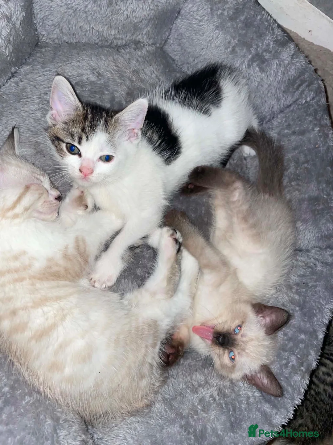 Mixed Breed cats for sale: sealpoint crossed fluffy persian. - Advert 1