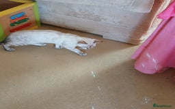 Bengal cats for sale: Health-checked TICA Family Bengal Kitten READY NOW in Warminster - Image 12