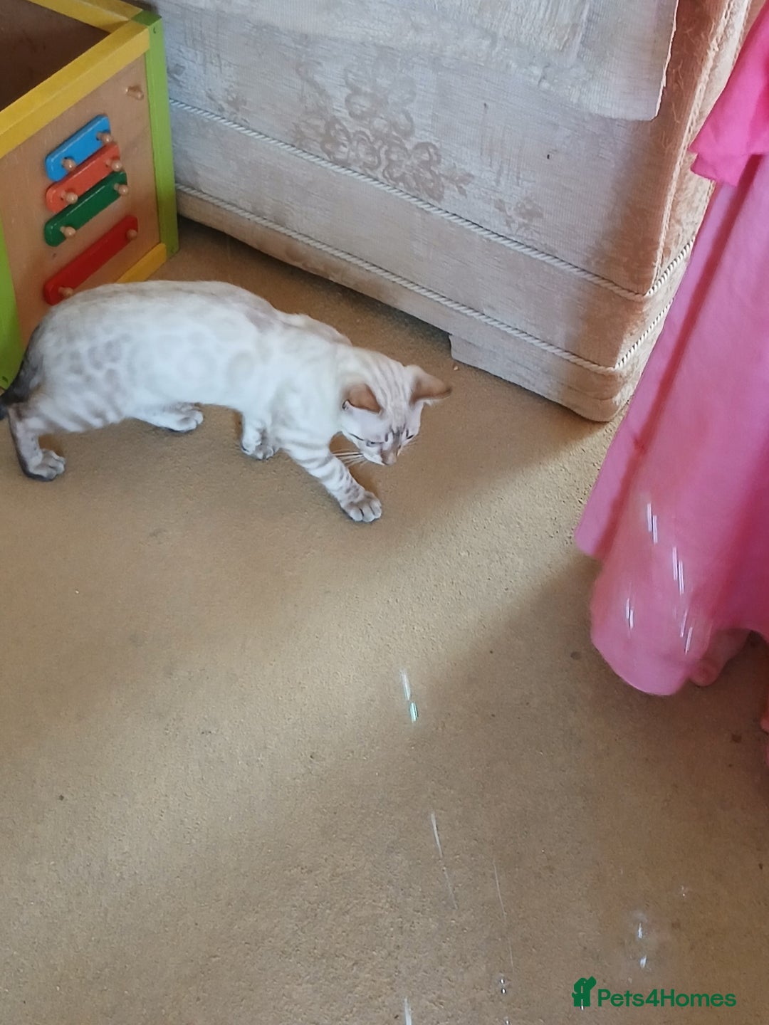 Bengal cats for sale: Health-checked TICA Family Bengal Kitten READY NOW in Warminster - Image 12