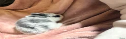 Mini Lop rabbits for sale: Pure Mini lops - Advert 9