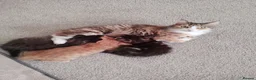 Mixed Breed cats for sale: Cute kittens - Advert 3