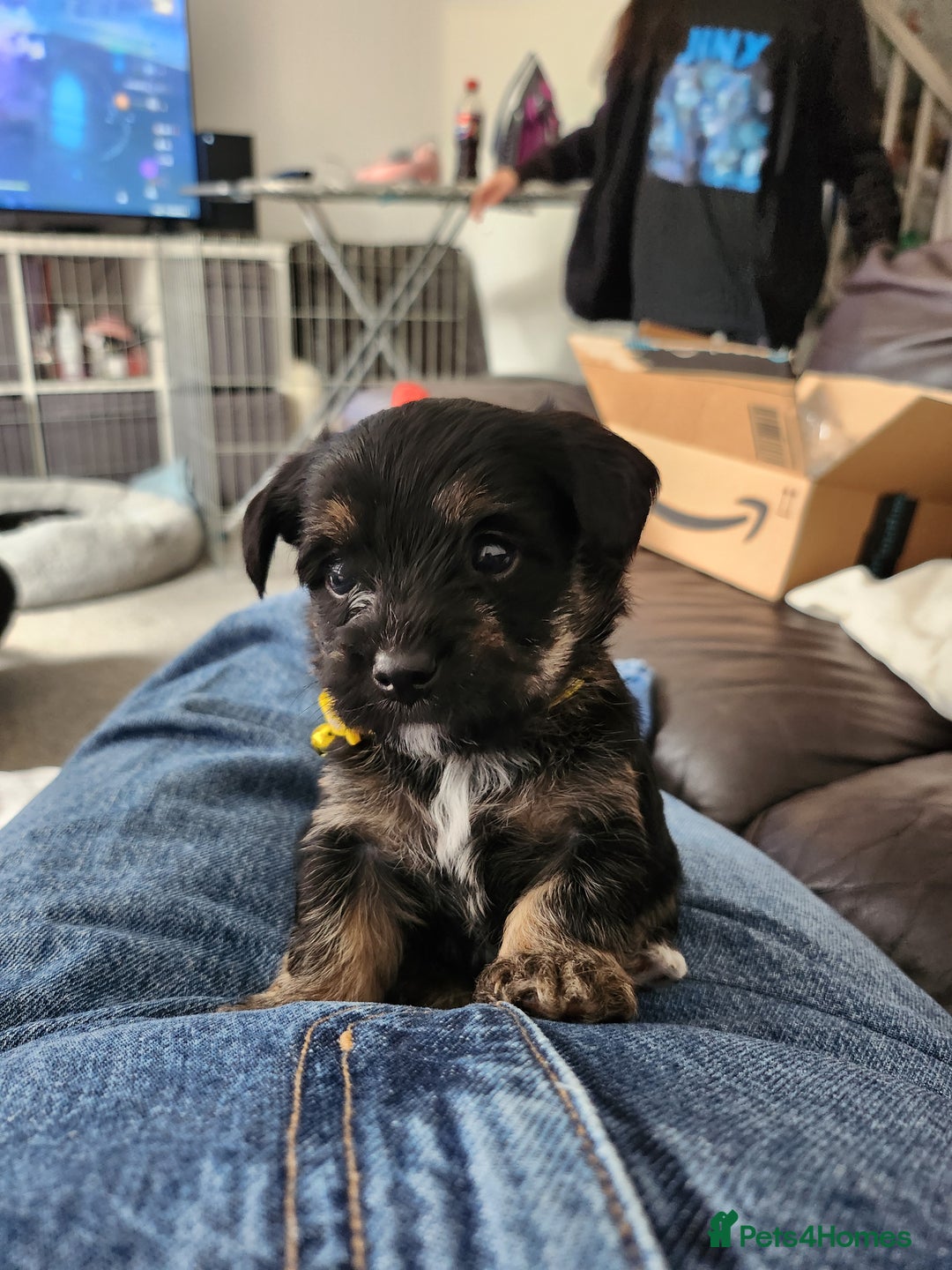 Morkie dogs for sale: Yorkie dominant small Morkies - Image 12