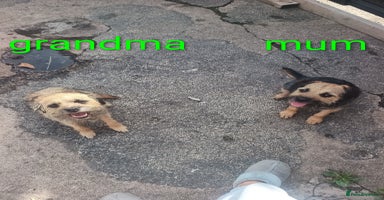 Border Terrier dogs - Advert 2