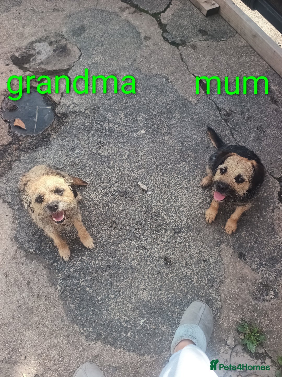 Border Terrier dogs for sale: Border terrier pups  - Image 2