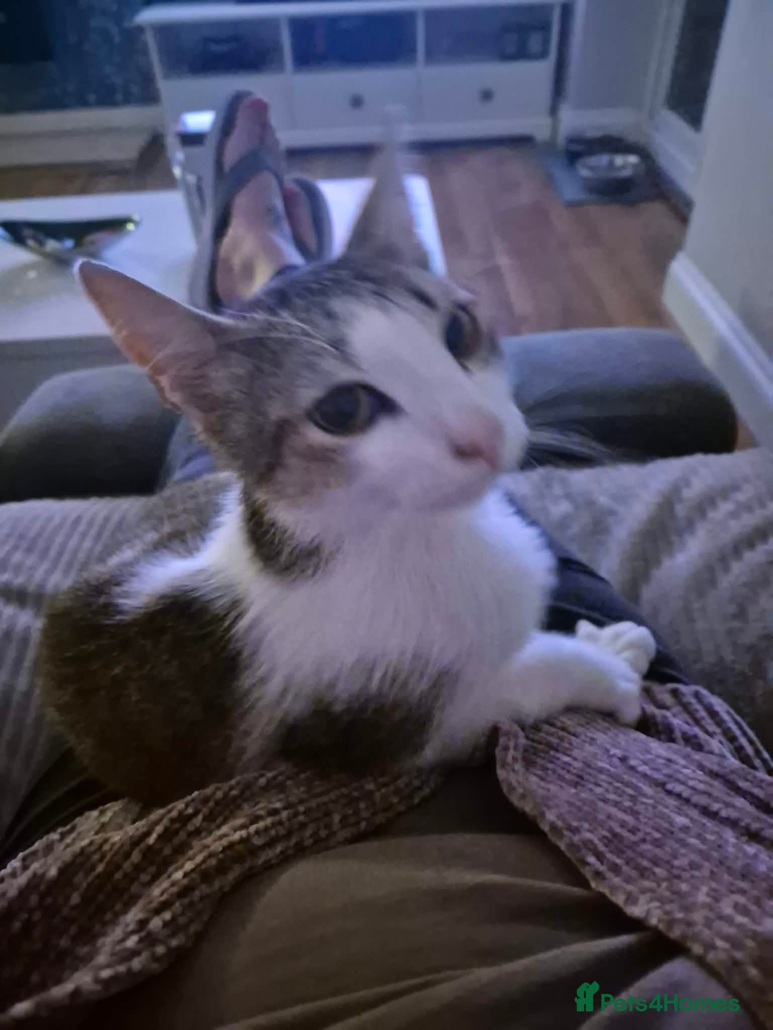 Mixed Breed cats Galaxy for adoption - Advert 1