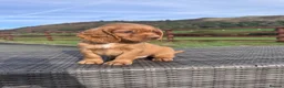 Cocker Spaniel dogs for sale: Litter of 8 Red cocker spaniel puppies - Advert 2