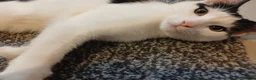 Mixed Breed cats for sale: Pandy in Birkenhead - Advert 7