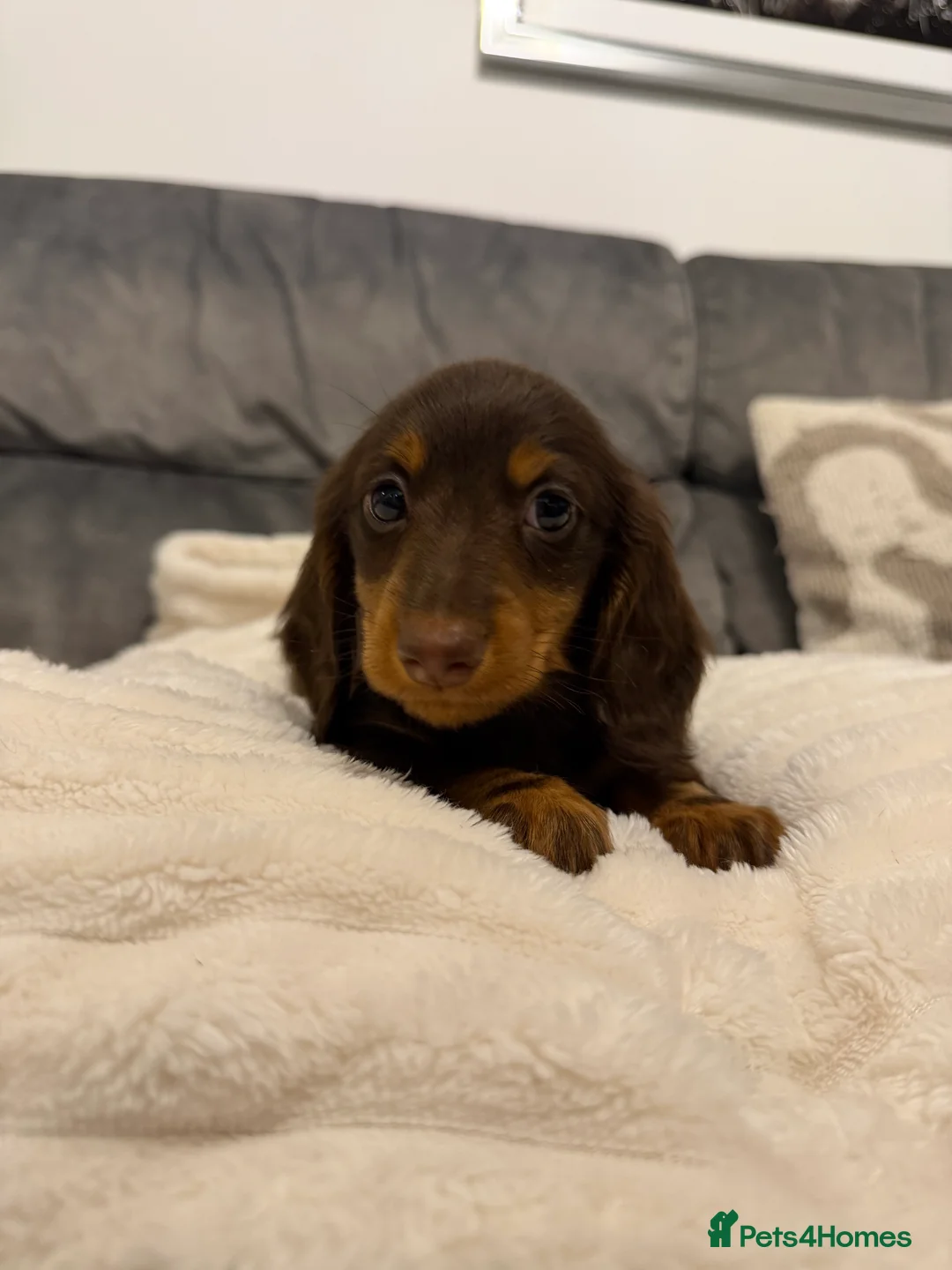 Miniature Dachshund dogs for sale: 1 male miniature longhaired left ready tomorrow  - Advert 4