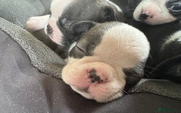 Boston Terrier dogs for sale: Beautiful Boston Terrier Puppies for Loving Homes - Image 23