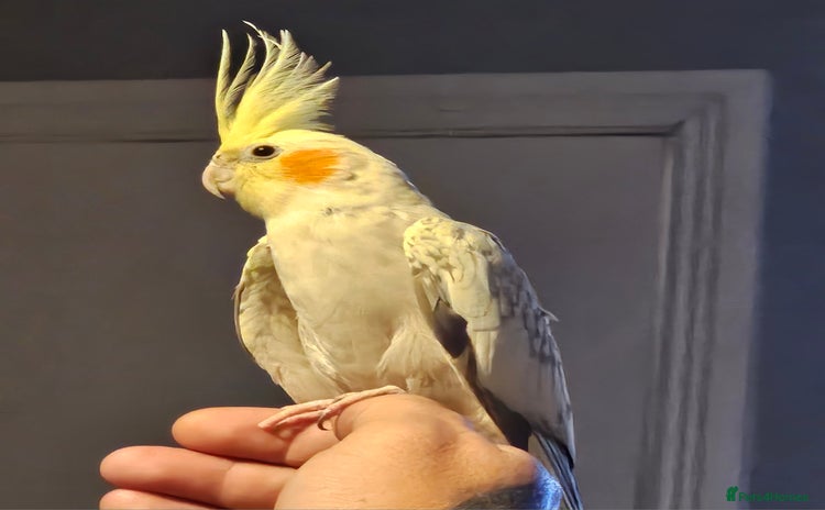 Cockatiels birds - Advert 4