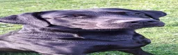 Labrador Retriever dogs for stud: ** Fully Health Tested Stud Dog ** - Advert 5