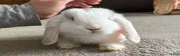 Mini Lop rabbits for sale: Please read advert - 1 lovely young mini lop male - Advert 11