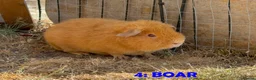 Guinea Pig rodents for sale: Guinea Pigs - Ready Now - Advert 7