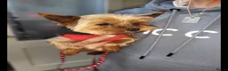 Yorkshire Terrier dogs for sale: Two K.C Yorkshire terrier boys champion bloodlines - Advert 20