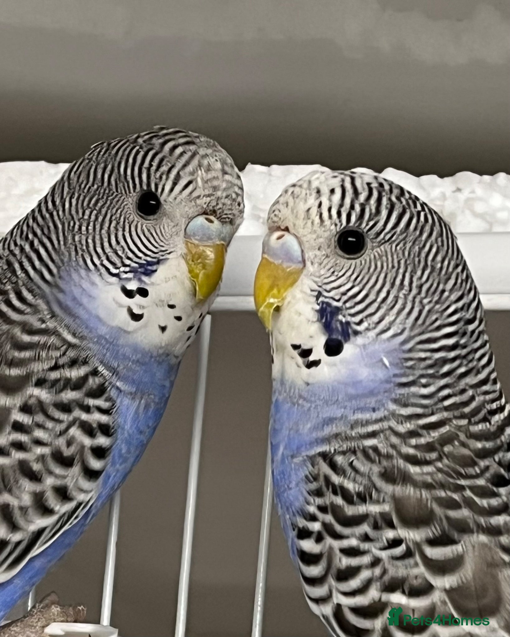 Budgerigars birds Budgie chicks  - Advert 13