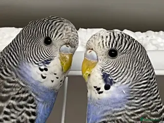 Budgerigars birds Budgie chicks - Advert 5