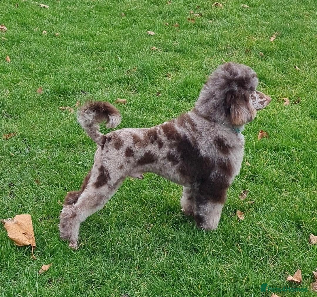 Miniature Poodle dogs for stud: Chocolate Merle Phantom  - Advert 21