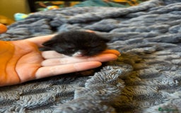 Mixed Breed cats for sale: Female kitten  - Image 2